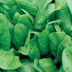 Space Hybrid Organic Spinach