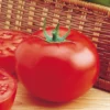 Organic Delicious Tomato