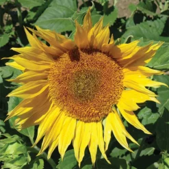 Super Snack Sunflowers