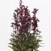 Starship™ Burgundy Hybrid Lobelia