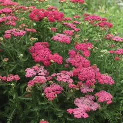 New Vintage™ Rose Yarrow