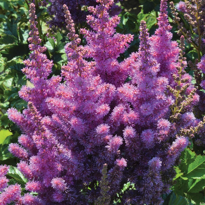 Black Pearls® Astilbe