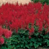 Montgomery Astilbe