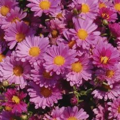 Mammoth™ Lavender Daisy Chrysanthemum