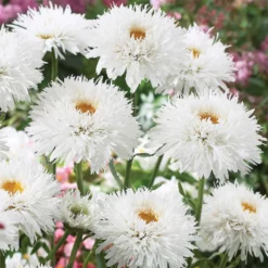 Sante Shasta Daisy