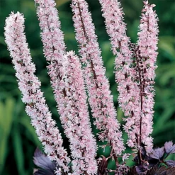 Pink Spike Actaea