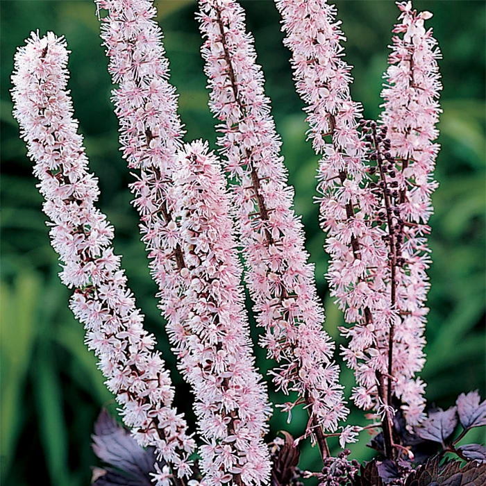 Pink Spike Actaea