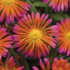Ocean Sunset™ Orange Glow Ice Plant
