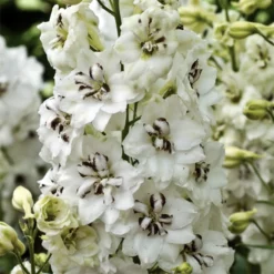 Black Eyed Angels Delphinium