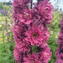 Highlander® Flamenco Delphinium