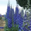 Cobalt Dreams Delphinium