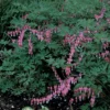 Giant Pink Bleeding Heart