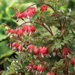 Giant Valentine® Bleeding Heart