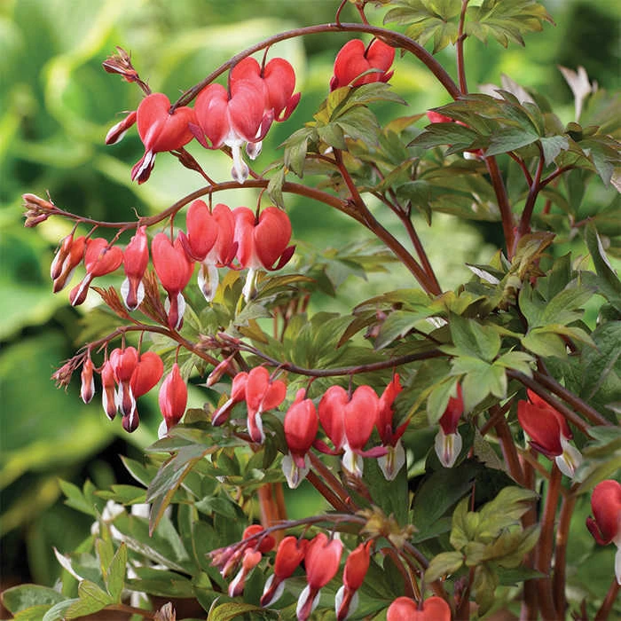 Giant Valentine® Bleeding Heart