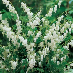Giant White Bleeding Heart