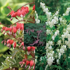 Giant Bleeding Heart Offer