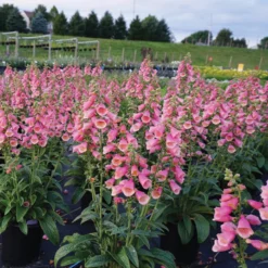 Arctic Fox Rose Foxglove