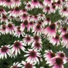 Pretty Parasols Echinacea