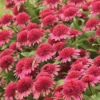 Double Coded&trade; Raspberry Beret Echinacea