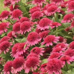 Double Coded™ Raspberry Beret Echinacea