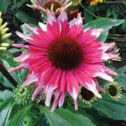 Playful Meadow Mama™ Echinacea