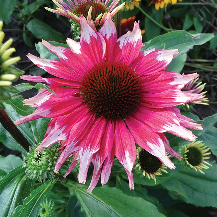 Playful Meadow Mama™ Echinacea