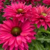 SunSeekers Sweet Fuchsia Echinacea