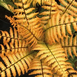 Jurassic Gold Fern