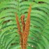 Cinnamon Fern