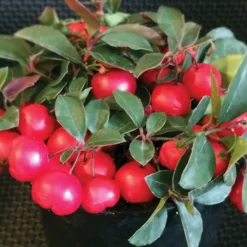 Cherry Berries™ Wintergreen
