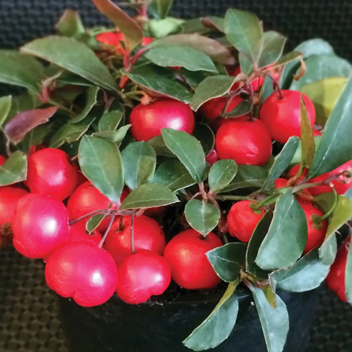 Cherry Berries™ Wintergreen