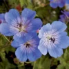 Rozanne Hardy Geranium