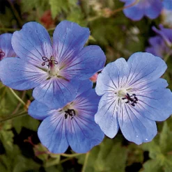 Rozanne Hardy Geranium
