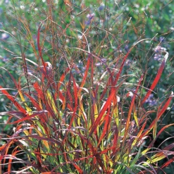 Shenandoah Red Switch Grass