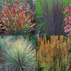 Native Grass Offer