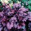 Amethyst Myst Heuchera