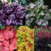 Heuchera Collection