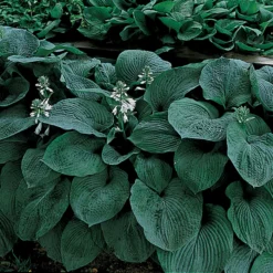 Blue Giant Hosta