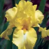 Harvest Of Memories Reblooming Iris