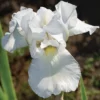 Immortality Reblooming Iris