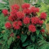 Fireball Dwarf Monarda