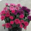 Balmy&trade; Tricolor Monarda