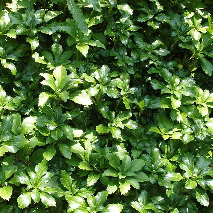 Pachysandra Green Carpet