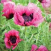Plum Pudding Oriental Poppy