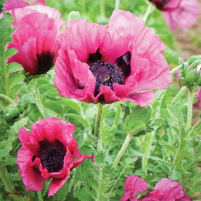 Plum Pudding Oriental Poppy
