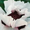Snow Goose Oriental Poppy