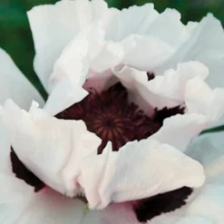 Snow Goose Oriental Poppy