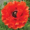Eye Catcher Poppy