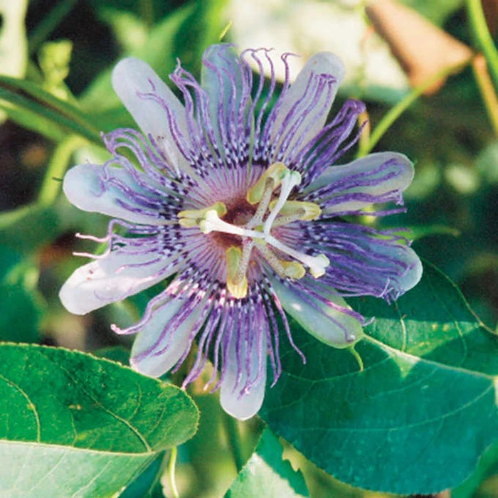 Maypop Passionflower Vine