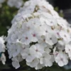Super Ka-Pow&trade; White Phlox